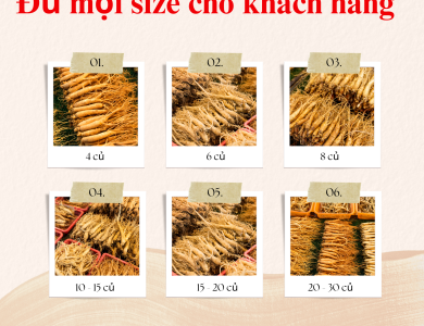 Sâm tươi hàn quốc cao cấp 6 năm tuổi