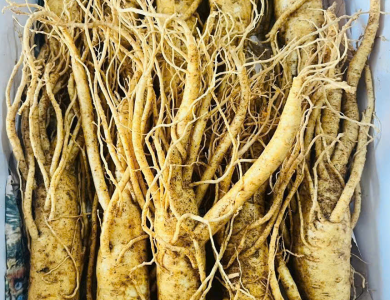Sâm tươi cao cấp Hàn Quốc ( 10 củ 1kg ) 