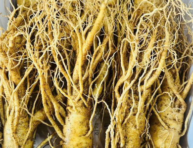 sâm tươi Hàn Quốc cao cấp ( 8 củ 1kg )