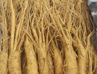 sâm Hàn Quốc cao cấp ( 20 - 30 củ 1kg )