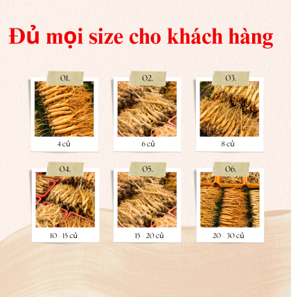 Sâm tươi hàn quốc cao cấp 6 năm tuổi