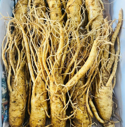 Sâm tươi cao cấp Hàn Quốc ( 10 củ 1kg ) 