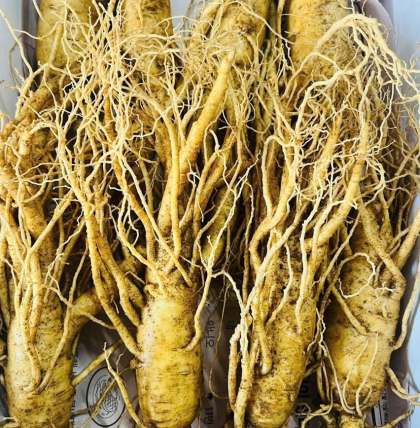 sâm tươi Hàn Quốc cao cấp ( 8 củ 1kg )