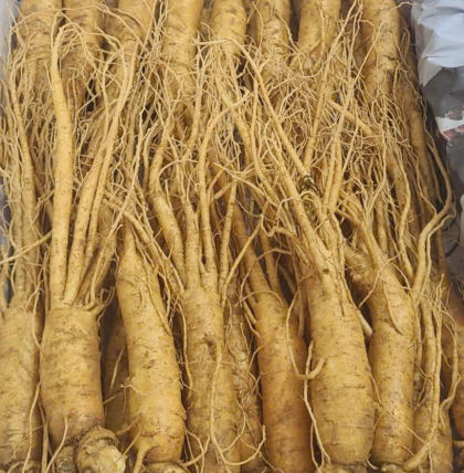 sâm Hàn Quốc cao cấp ( 20 - 30 củ 1kg )